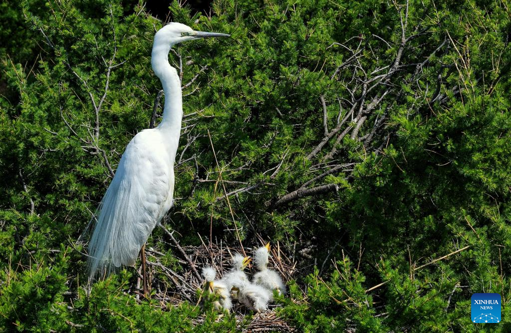 A drone photo taken on May 19, 2026 shows an egret tending to its chicks at a national nature reserve in Tongjiang, northeast China's Heilongjiang Province. (Photo by Liu Wanping/Xinhua)