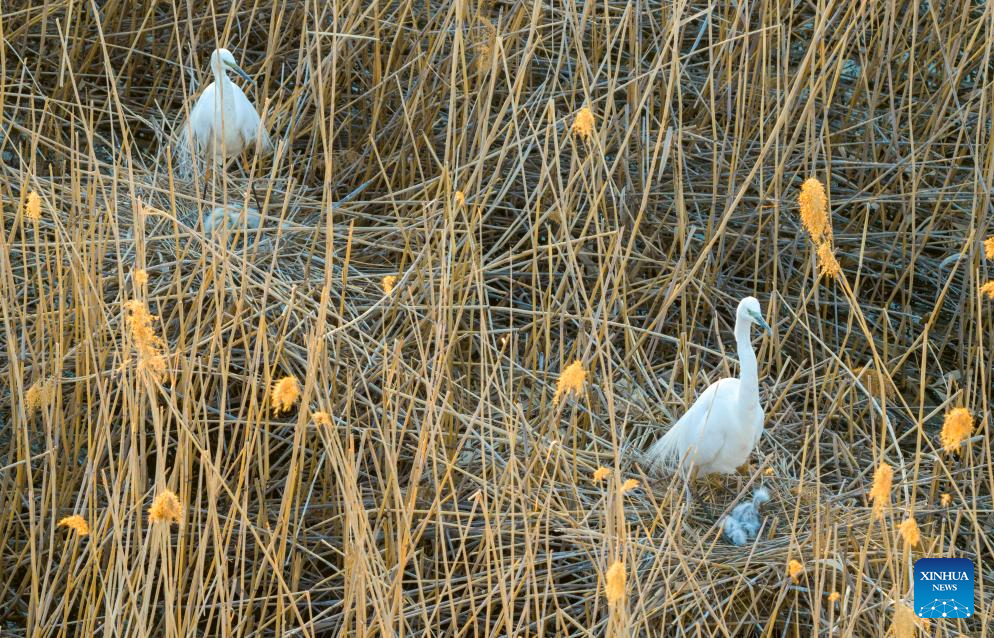 A drone photo taken on May 20, 2026 shows egrets tending to their chicks at a wetland park in Shuangyashan, northeast China's Heilongjiang Province. (Photo by Han Yang/Xinhua)