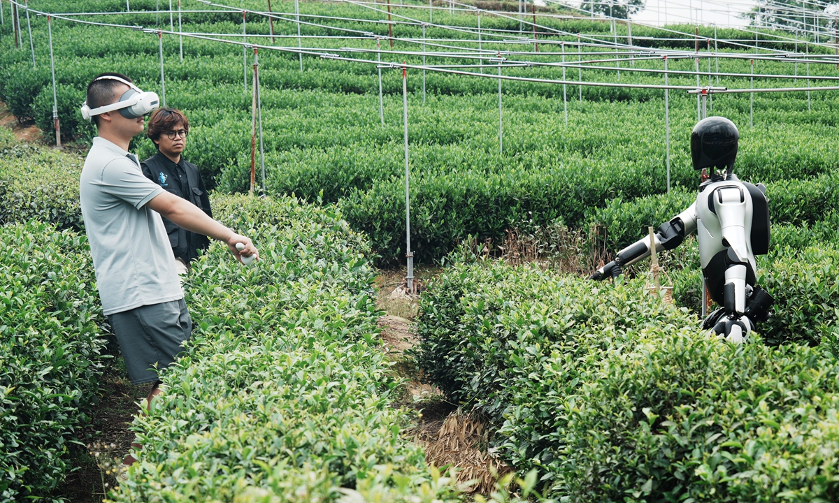 A humanoid robot learns to pluck fresh tea leaves under the guidance of staff at a tea plantation in Hangzhou, East China's Zhejiang Province on May 21. 2026. Combining image data of tea buds and leaves with AI recognition models and algorithms, the robot can identify and pinpoint foliage that meets picking criteria, then harvest qualified tea leaves with its bionic intelligent hands. Photo: VCG