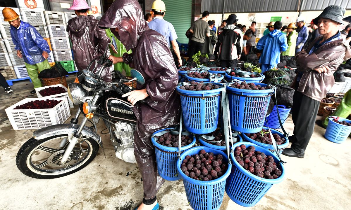 A farmer transports freshly harvested bayberries to a designated purchasing site in Longhai district, Zhangzhou, East China’s Fujian Province, on May 21, 2026. Photo: VCG
