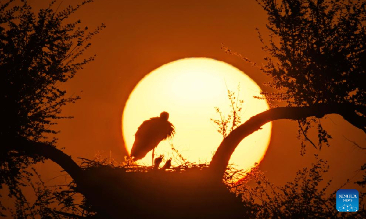 An oriental white stork tends to its chicks at a wetland in Qiqihar, northeast China's Heilongjiang Province, May 19, 2026. (Photo by Wang Yonggang/Xinhua)