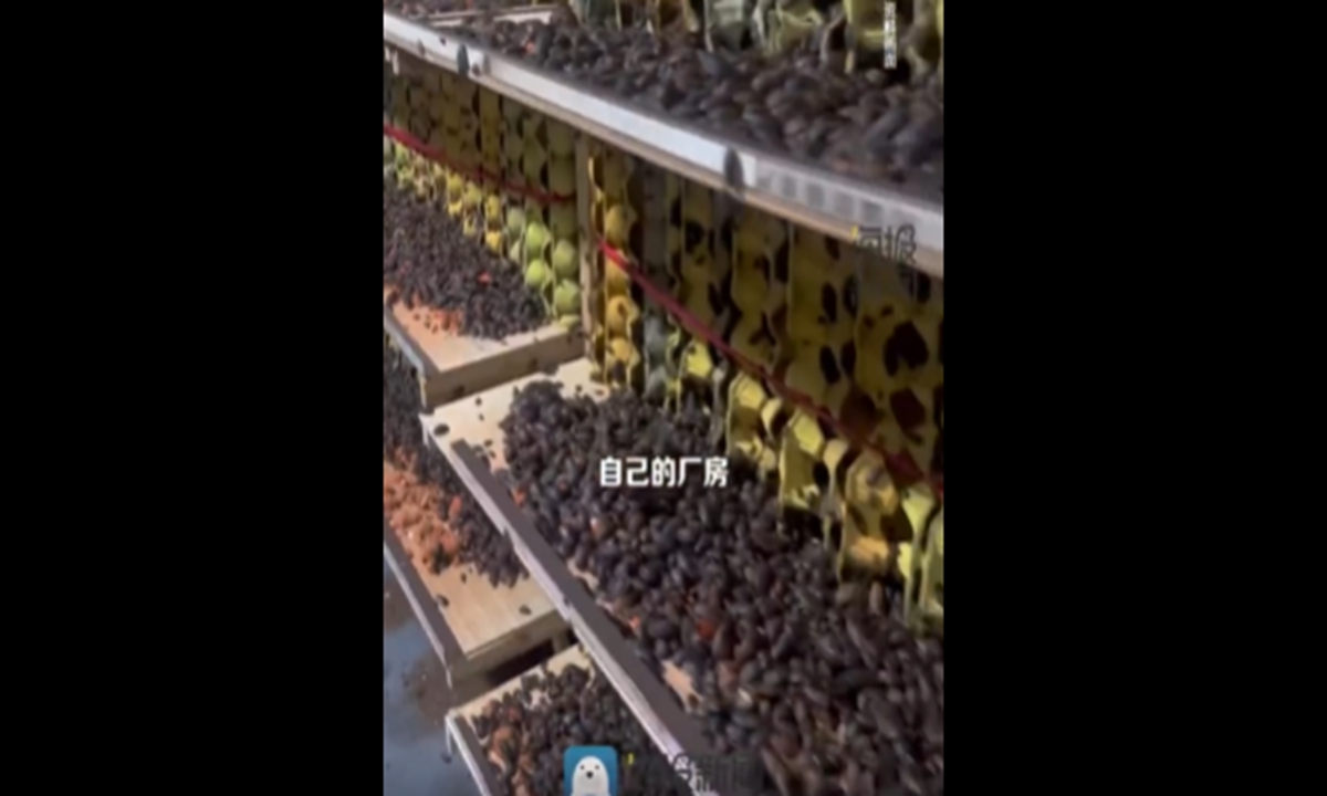 The breeding facility built by Xing, where egg carton trays were neatly stacked on shelves to serve as habitats for the cockroaches. Photo: screenshot from media report