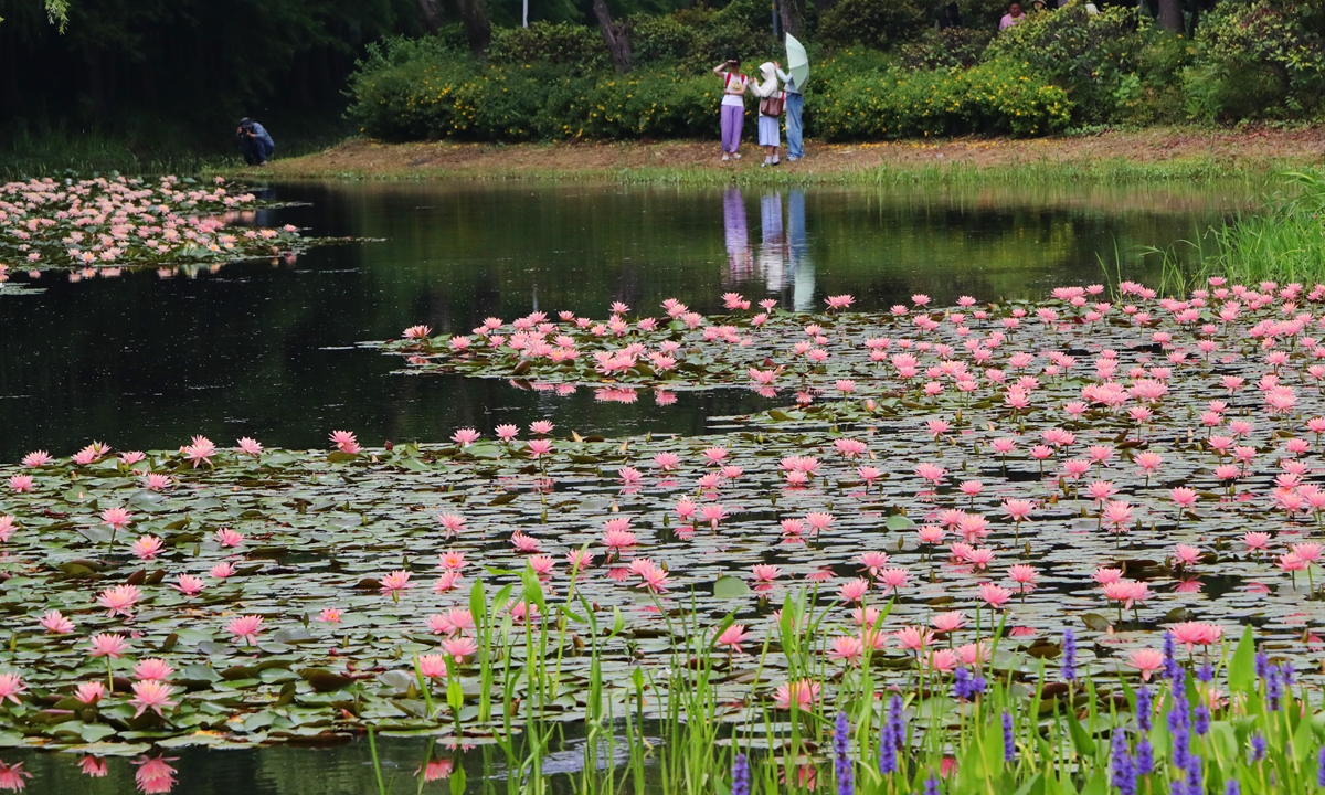 Visitors admire and photograph blooming water lilies at Huqiu Wetland Park in Suzhou, East China's Jiangsu Province, on Thursday, May 21, 2026. Photos on this page: VCG