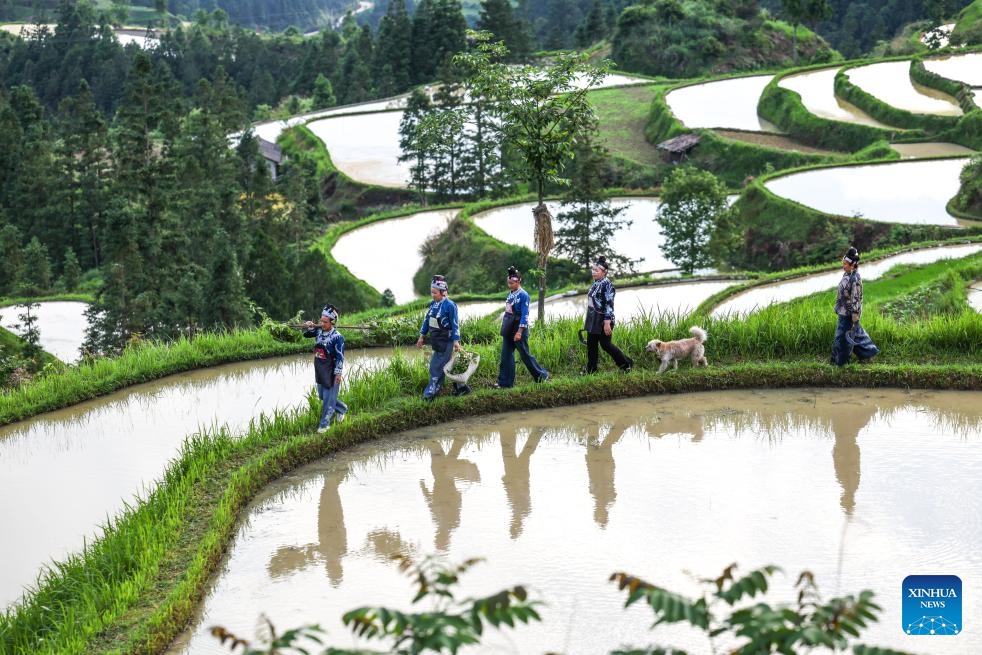 Villagers return after collecting plant material used for wax dyeing in Paimo Village, Danzhai County of southwest China's Guizhou Province, May 20, 2026. Miao wax dyeing, a craft inherited through generations among the Miao ethnic group in southwest China's Guizhou, was listed as a national intangible cultural heritage in 2006. The folk artwork is famous for its elegant color, graceful patterns and rich cultural expressions. (Photo: Xinhua)