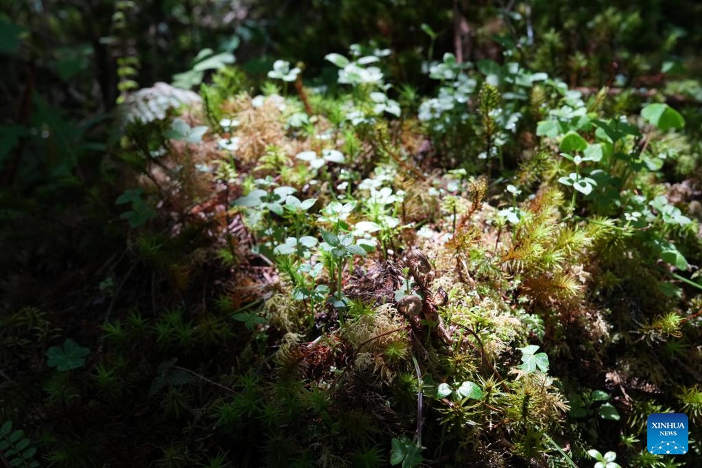 This photo taken on May 20, 2026 shows herb plants at the Hailuogou scenic area in Garze Tibetan Autonomous Prefecture, southwest China's Sichuan Province. The Hailuogou scenic area in Garze Tibetan Autonomous Prefecture of Sichuan is renowned as a glacier forest park, with marvelous landscape of coexisting glaciers and virgin forests. (Photo: Xinhua)
