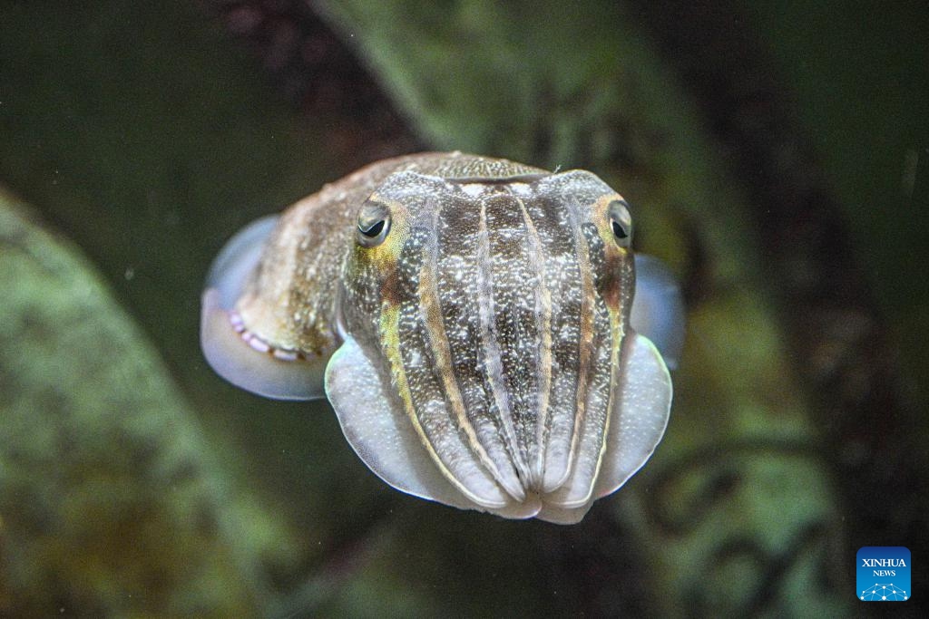 This photo taken on May 20, 2026 shows a pharaoh cuttlefish at the aquarium of Atlantis Sanya in Sanya, south China's Hainan Province. As a landmark in marine culture and tourism in the Hainan Free Trade Port, the aquarium of Atlantis Sanya focuses on the breeding of marine species, exhibitions and education, attracting a large number of domestic and foreign visitors to explore. (Photo: Xinhua)