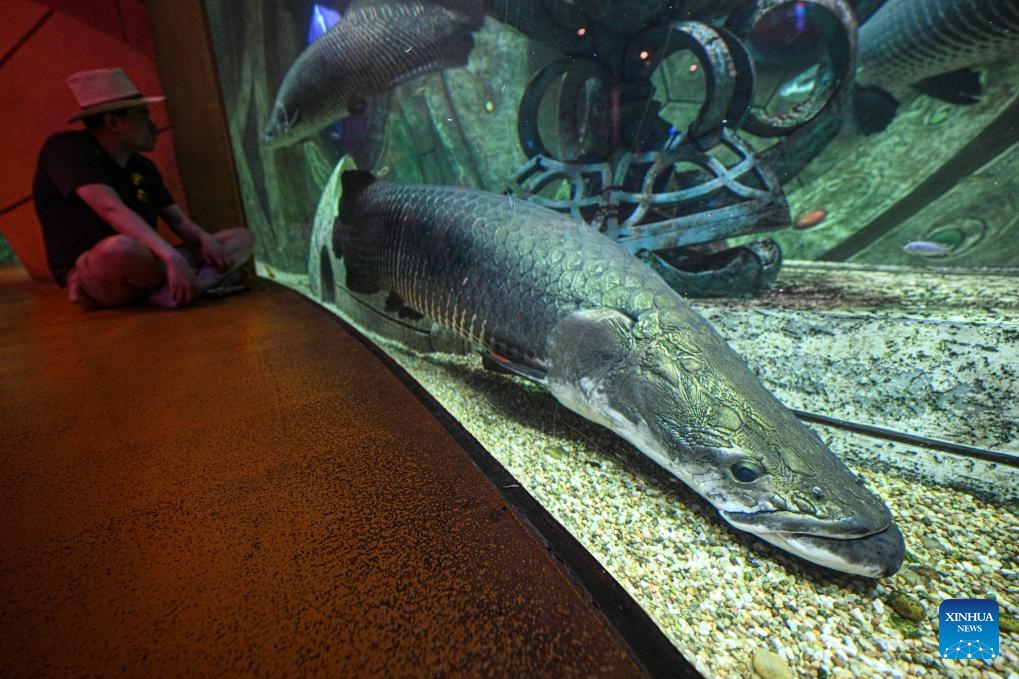 This photo taken on May 20, 2026 shows an arapaima at the aquarium of Atlantis Sanya in Sanya, south China's Hainan Province. As a landmark in marine culture and tourism in the Hainan Free Trade Port, the aquarium of Atlantis Sanya focuses on the breeding of marine species, exhibitions and education, attracting a large number of domestic and foreign visitors to explore. (Photo: Xinhua)