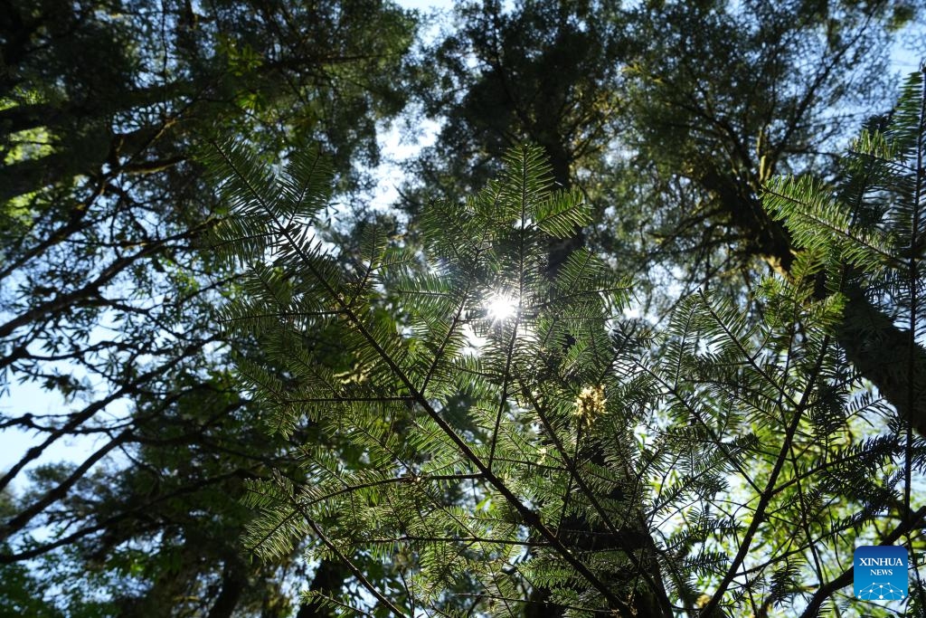 This photo taken on May 20, 2026 shows fir trees at the Hailuogou scenic area in Garze Tibetan Autonomous Prefecture, southwest China's Sichuan Province. The Hailuogou scenic area in Garze Tibetan Autonomous Prefecture of Sichuan is renowned as a glacier forest park, with marvelous landscape of coexisting glaciers and virgin forests. (Photo: Xinhua)