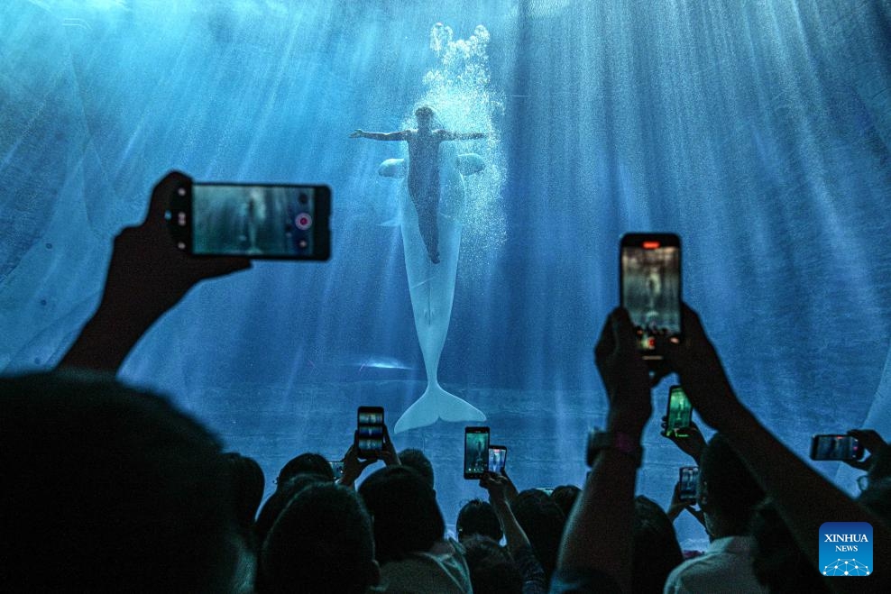 People view the white whale performance at the aquarium of Atlantis Sanya in Sanya, south China's Hainan Province, Jan. 15, 2026. As a landmark in marine culture and tourism in the Hainan Free Trade Port, the aquarium of Atlantis Sanya focuses on the breeding of marine species, exhibitions and education, attracting a large number of domestic and foreign visitors to explore. (Photo: Xinhua)