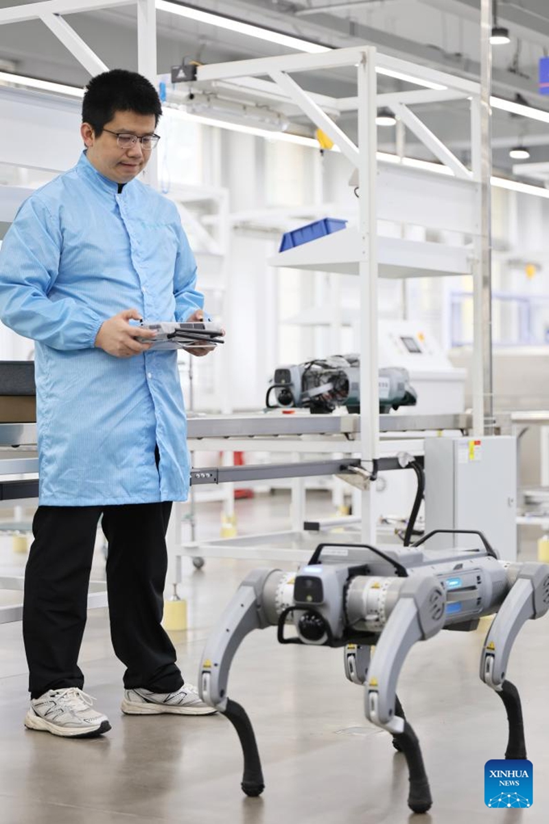 Fu Mingda operates a quadruped robot at Galileo (Tianjin) Technology Co., Ltd. in Tianjin, north China, May 22, 2026. Thirty-three-year-old Fu Mingda, an electromagnetic engineering designer at Galileo (Tianjin) Technology Co., Ltd., has his sights set on becoming a technical expert in the motor industry. To that end, he has been tackling key challenges in the independent research and development (R&D) of core robotic components.
After earning his master's degree from Shenyang University of Technology in 2018, Fu relocated to Tianjin to focus on the R&D and design of aviation motors. He later joined Galileo, where he was involved in the in-house development of quadruped robot joint modules from the ground up.
At the time, the company relied on externally procured joint modules that were prone to overheating and damage. Furthermore, these outsourced parts could not meet complex performance requirements, such as performing somersaults, climbing slopes, and carrying heavy loads.
In less than six months, Fu achieved a technological breakthrough. Overseeing the process from initial electromagnetic design to supplier development, assembly, and testing, he drove the project through four major iterations and dozens of minor optimizations. Impressively, the very first prototype reached advanced standards in the industry.
Today, fueled by the rapid growth of China's domestic robotics industry, Fu remains busier than ever. He expressed full confidence that, through continued dedication, he will realize his ambition of becoming a leading technical expert in the motor sector. Photo: Xinhua