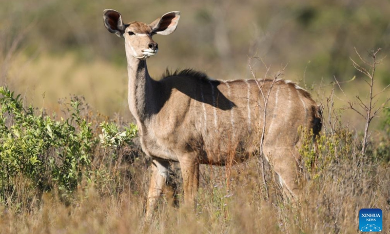 A kudu is seen at the Dinokeng Game Reserve in Gauteng Province, South Africa, May 20, 2026. Friday marks this year's International Day for Biological Diversity. Photo: Xinhua