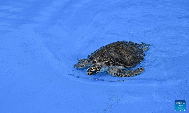 A sea turtle swims at a rehabilitation pool of the Sea Turtle Shelter at Atlantis Sanya in Sanya, south China's Hainan Province, on May 23, 2026.
May 23 marks the World Turtle Day. On the same day, the Sea Turtle Shelter, a sea turtle conservation and breeding base at the Sanya's landmark hotel Atlantis Sanya, was officially put into use.
Covering an area of 388 square meters, the shelter includes rehabilitation pools, breeding beaches and an educational exhibition hall. It represents a significant upgrade in sea turtle conservation efforts, expanding from emergency rescue and rehabilitation to species breeding and release. A comprehensive, full-cycle protection system for sea turtles has hence been established.
Atlantis Sanya has long been committed to sea turtle rescue and marine ecological conservation. Since 2018, it has rescued 42 wild sea turtles, including green turtles, loggerhead turtles, and hawksbill turtles. Through professional treatment, daily care, and rewilding training, 12 rehabilitated turtles have successfully returned to the ocean. Photo: Xinhua