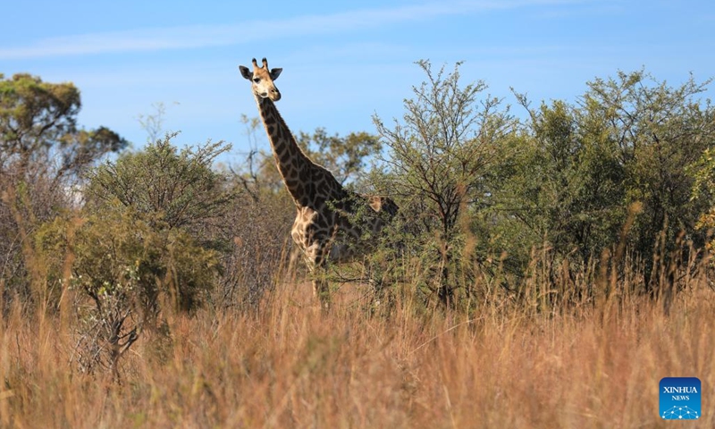 A giraffe is seen at the Dinokeng Game Reserve in Gauteng Province, South Africa, May 20, 2026. Friday marks this year's International Day for Biological Diversity. Photo: Xinhua