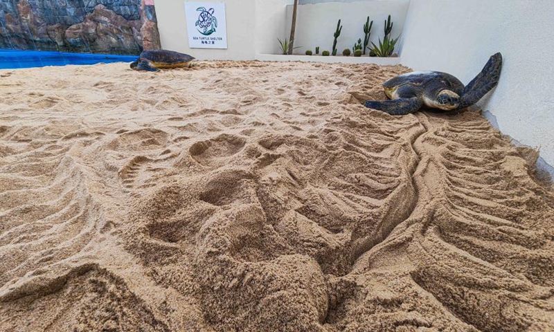 Sea turtles are pictured at a breeding beach of the Sea Turtle Shelter at Atlantis Sanya in Sanya, south China's Hainan Province, on May 22, 2026.
May 23 marks the World Turtle Day. On the same day, the Sea Turtle Shelter, a sea turtle conservation and breeding base at the Sanya's landmark hotel Atlantis Sanya, was officially put into use.
Covering an area of 388 square meters, the shelter includes rehabilitation pools, breeding beaches and an educational exhibition hall. It represents a significant upgrade in sea turtle conservation efforts, expanding from emergency rescue and rehabilitation to species breeding and release. A comprehensive, full-cycle protection system for sea turtles has hence been established.
Atlantis Sanya has long been committed to sea turtle rescue and marine ecological conservation. Since 2018, it has rescued 42 wild sea turtles, including green turtles, loggerhead turtles, and hawksbill turtles. Through professional treatment, daily care, and rewilding training, 12 rehabilitated turtles have successfully returned to the ocean. Photo: Xinhua