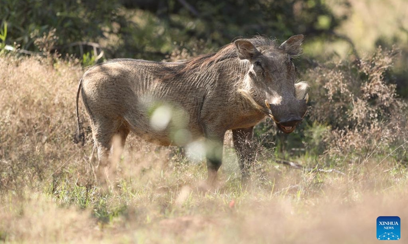 A warthog is seen at the Dinokeng Game Reserve in Gauteng Province, South Africa, May 20, 2026. Friday marks this year's International Day for Biological Diversity. Photo: Xinhua