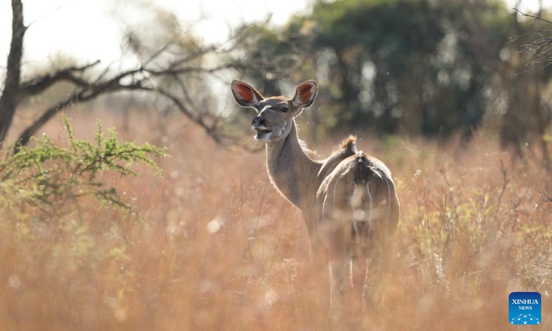 A kudu is seen at the Dinokeng Game Reserve in Gauteng Province, South Africa, May 20, 2026. Friday marks this year's International Day for Biological Diversity. Photo: Xinhua