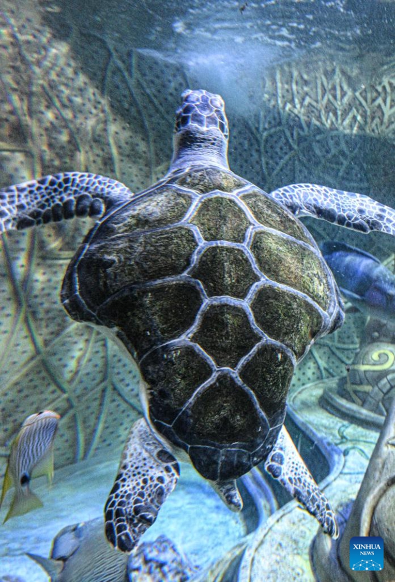 This photo taken on May 20, 2026 shows a sea turtle with a deformed body caused by fishing net at Atlantis Sanya in Sanya, south China's Hainan Province.
May 23 marks the World Turtle Day. On the same day, the Sea Turtle Shelter, a sea turtle conservation and breeding base at the Sanya's landmark hotel Atlantis Sanya, was officially put into use.
Covering an area of 388 square meters, the shelter includes rehabilitation pools, breeding beaches and an educational exhibition hall. It represents a significant upgrade in sea turtle conservation efforts, expanding from emergency rescue and rehabilitation to species breeding and release. A comprehensive, full-cycle protection system for sea turtles has hence been established.
Atlantis Sanya has long been committed to sea turtle rescue and marine ecological conservation. Since 2018, it has rescued 42 wild sea turtles, including green turtles, loggerhead turtles, and hawksbill turtles. Through professional treatment, daily care, and rewilding training, 12 rehabilitated turtles have successfully returned to the ocean. Photo: Xinhua