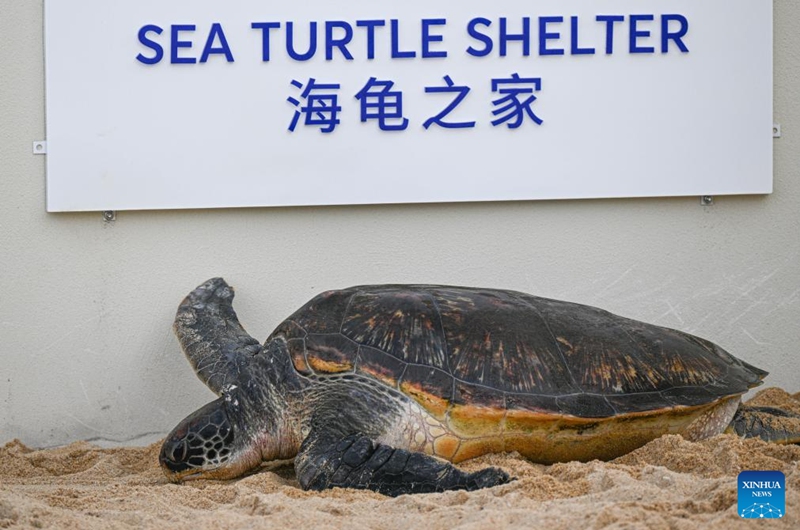 A sea turtle rests at a breeding beach of the Sea Turtle Shelter at Atlantis Sanya in Sanya, south China's Hainan Province, on May 22, 2026.
May 23 marks the World Turtle Day. On the same day, the Sea Turtle Shelter, a sea turtle conservation and breeding base at the Sanya's landmark hotel Atlantis Sanya, was officially put into use.
Covering an area of 388 square meters, the shelter includes rehabilitation pools, breeding beaches and an educational exhibition hall. It represents a significant upgrade in sea turtle conservation efforts, expanding from emergency rescue and rehabilitation to species breeding and release. A comprehensive, full-cycle protection system for sea turtles has hence been established.
Atlantis Sanya has long been committed to sea turtle rescue and marine ecological conservation. Since 2018, it has rescued 42 wild sea turtles, including green turtles, loggerhead turtles, and hawksbill turtles. Through professional treatment, daily care, and rewilding training, 12 rehabilitated turtles have successfully returned to the ocean. Photo: Xinhua