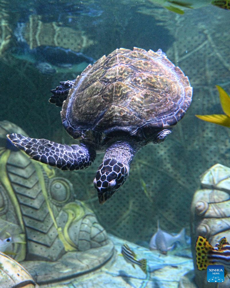 This photo taken on May 20, 2026 shows a sea turtle that lost a fin due to injury at Atlantis Sanya in Sanya, south China's Hainan Province.
May 23 marks the World Turtle Day. On the same day, the Sea Turtle Shelter, a sea turtle conservation and breeding base at the Sanya's landmark hotel Atlantis Sanya, was officially put into use.
Covering an area of 388 square meters, the shelter includes rehabilitation pools, breeding beaches and an educational exhibition hall. It represents a significant upgrade in sea turtle conservation efforts, expanding from emergency rescue and rehabilitation to species breeding and release. A comprehensive, full-cycle protection system for sea turtles has hence been established.
Atlantis Sanya has long been committed to sea turtle rescue and marine ecological conservation. Since 2018, it has rescued 42 wild sea turtles, including green turtles, loggerhead turtles, and hawksbill turtles. Through professional treatment, daily care, and rewilding training, 12 rehabilitated turtles have successfully returned to the ocean. Photo: Xinhua
