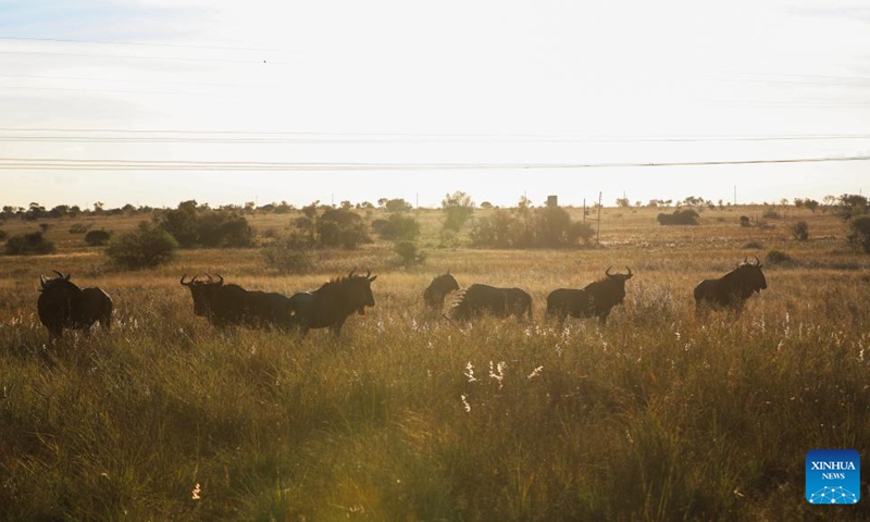 Wildebeests are seen at the Dinokeng Game Reserve in Gauteng Province, South Africa, May 20, 2026. Friday marks this year's International Day for Biological Diversity. Photo: Xinhua