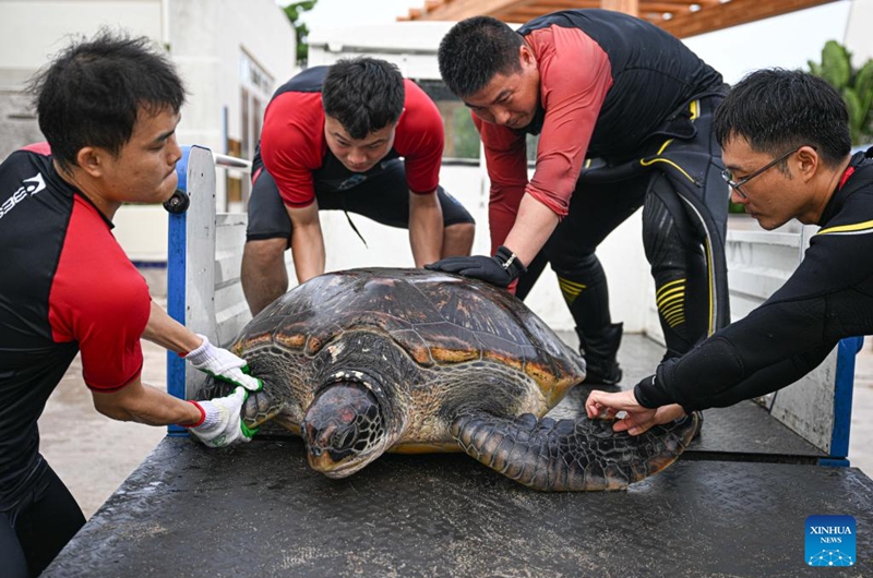 Staff members transfer a sea turtle to the Sea Turtle Shelter at Atlantis Sanya in Sanya, south China's Hainan Province, on May 22, 2026.
May 23 marks the World Turtle Day. On the same day, the Sea Turtle Shelter, a sea turtle conservation and breeding base at the Sanya's landmark hotel Atlantis Sanya, was officially put into use.
Covering an area of 388 square meters, the shelter includes rehabilitation pools, breeding beaches and an educational exhibition hall. It represents a significant upgrade in sea turtle conservation efforts, expanding from emergency rescue and rehabilitation to species breeding and release. A comprehensive, full-cycle protection system for sea turtles has hence been established.
Atlantis Sanya has long been committed to sea turtle rescue and marine ecological conservation. Since 2018, it has rescued 42 wild sea turtles, including green turtles, loggerhead turtles, and hawksbill turtles. Through professional treatment, daily care, and rewilding training, 12 rehabilitated turtles have successfully returned to the ocean. Photo: Xinhua
