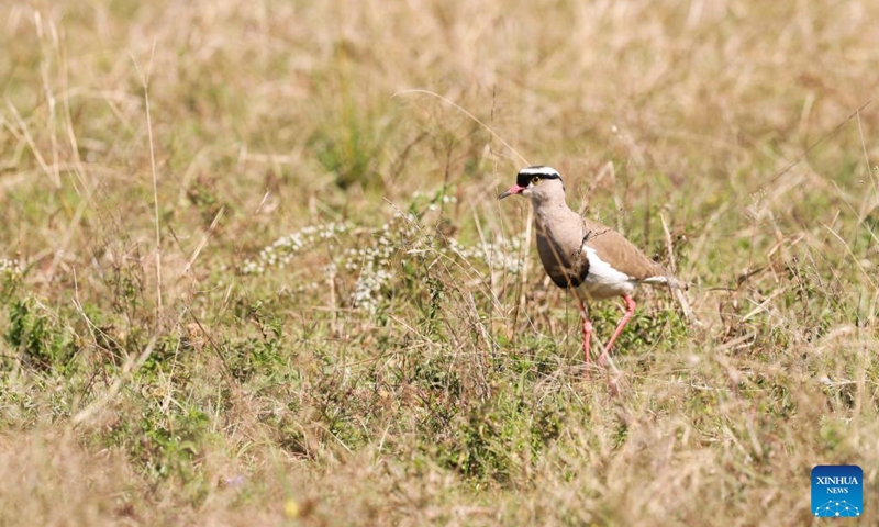 A lapwing is seen at the Dinokeng Game Reserve in Gauteng Province, South Africa, May 20, 2026. Friday marks this year's International Day for Biological Diversity. Photo: Xinhua