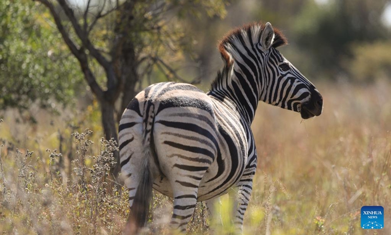 A zebra is seen at the Dinokeng Game Reserve in Gauteng Province, South Africa, May 20, 2026. Friday marks this year's International Day for Biological Diversity. Photo: Xinhua