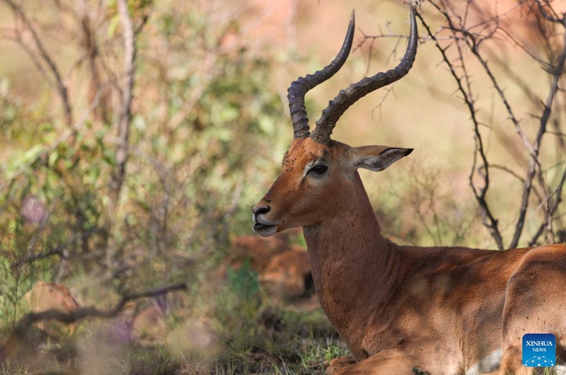 An impala is seen at the Dinokeng Game Reserve in Gauteng Province, South Africa, May 20, 2026. Friday marks this year's International Day for Biological Diversity. Photo: Xinhua