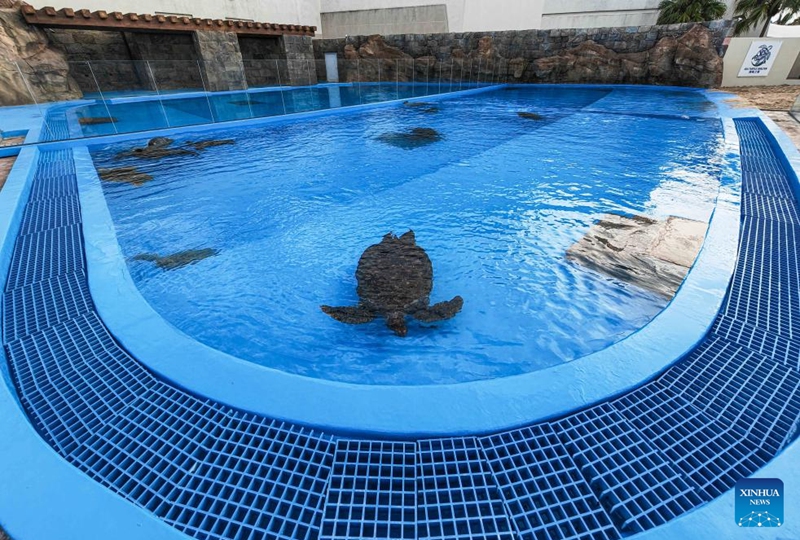 Sea turtles are pictured at a rehabilitation pool of the Sea Turtle Shelter at Atlantis Sanya in Sanya, south China's Hainan Province, on May 22, 2026.
May 23 marks the World Turtle Day. On the same day, the Sea Turtle Shelter, a sea turtle conservation and breeding base at the Sanya's landmark hotel Atlantis Sanya, was officially put into use.
Covering an area of 388 square meters, the shelter includes rehabilitation pools, breeding beaches and an educational exhibition hall. It represents a significant upgrade in sea turtle conservation efforts, expanding from emergency rescue and rehabilitation to species breeding and release. A comprehensive, full-cycle protection system for sea turtles has hence been established.
Atlantis Sanya has long been committed to sea turtle rescue and marine ecological conservation. Since 2018, it has rescued 42 wild sea turtles, including green turtles, loggerhead turtles, and hawksbill turtles. Through professional treatment, daily care, and rewilding training, 12 rehabilitated turtles have successfully returned to the ocean. Photo: Xinhua