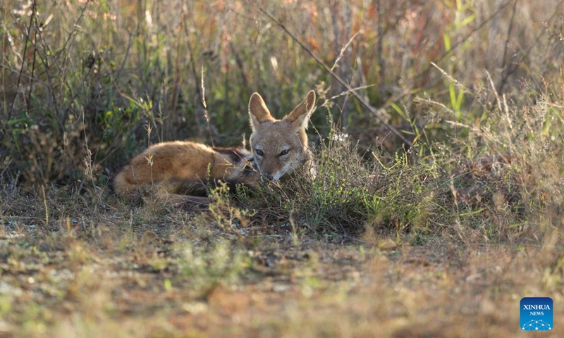 A jackal is seen at the Dinokeng Game Reserve in Gauteng Province, South Africa, May 20, 2026. Friday marks this year's International Day for Biological Diversity. Photo: Xinhua