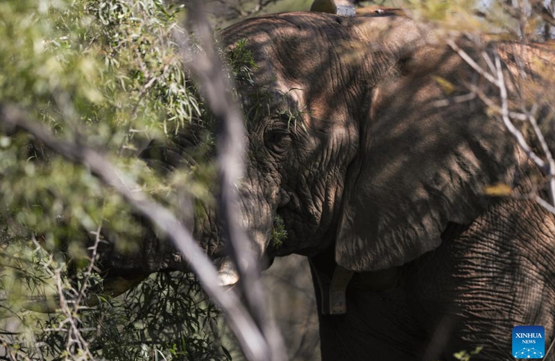 An african elephant is seen at the Dinokeng Game Reserve in Gauteng Province, South Africa, May 20, 2026. Friday marks this year's International Day for Biological Diversity. Photo: Xinhua