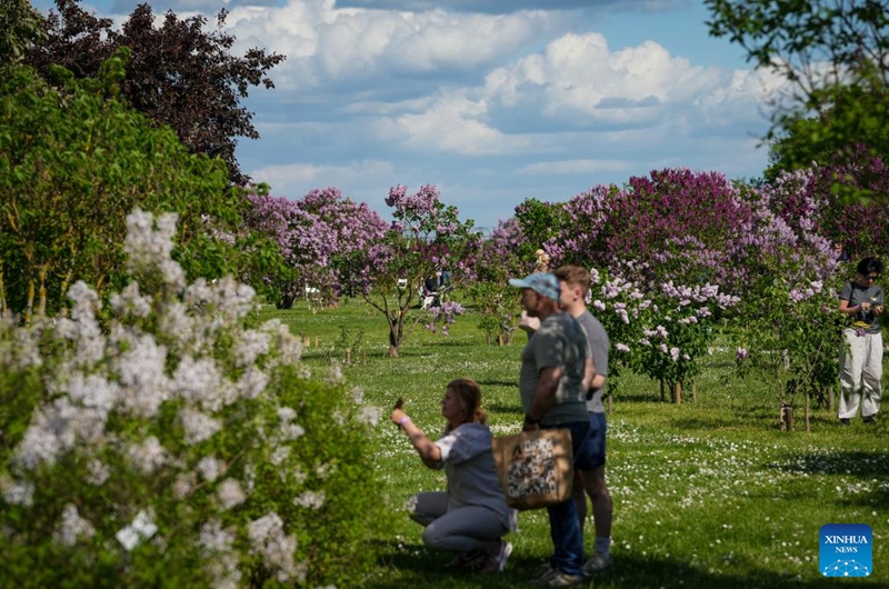 People enjoy their leisure time at a park with blooming lilac flowers in Dobele, Latvia, May 24, 2026. (Photo by Edijs Palens/Xinhua)