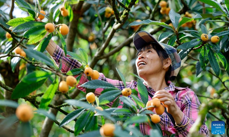 A farmer picks loquats in Zhangtan Village of Shexian County, Huangshan City, east China's Anhui Province, on May 18, 2026. The cultivation of loquats in Zhangtan, Miantan and Yuetan villages of Shexian County dates back more than 800 years and remains a signature industry that helps local people increase their income.
Loquats grown here are famous for being thin-skinned, fleshy, sweet and juicy. The typical loquat harvest season falls in May when the weather is suitable for picking, sorting and selling loquat fruits. Photo: Xinhua