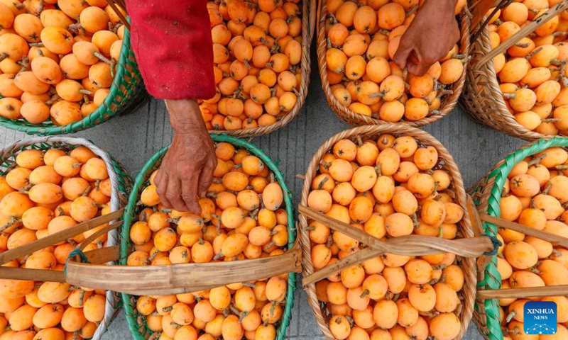 A farmer sorts loquats in Miantan Village of Shexian County, Huangshan City, east China's Anhui Province, on May 18, 2026. The cultivation of loquats in Zhangtan, Miantan and Yuetan villages of Shexian County dates back more than 800 years and remains a signature industry that helps local people increase their income.
Loquats grown here are famous for being thin-skinned, fleshy, sweet and juicy. The typical loquat harvest season falls in May when the weather is suitable for picking, sorting and selling loquat fruits. Photo: Xinhua
