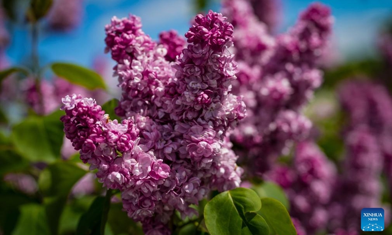 Blooming lilac flowers are pictured in Dobele, Latvia, May 24, 2026. (Photo by Edijs Palens/Xinhua)