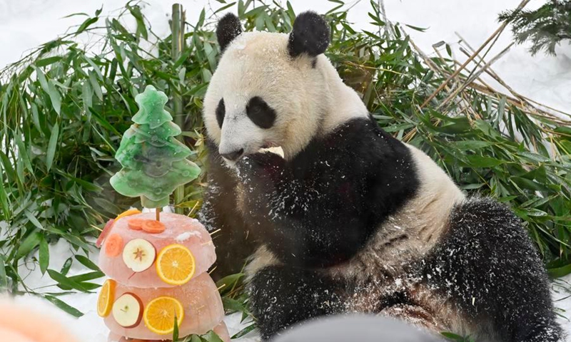 Giant panda Katyusha enjoys the ice cake during an event celebrating the Chinese Lunar New Year at the Moscow Zoo in Moscow, Russia, Feb. 21, 2026. Photo: Xinhua