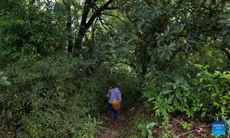 A farmer carries freshly-picked loquats down the hill in Yuetan Village of Shexian County, Huangshan City, east China's Anhui Province, on May 21, 2026. The cultivation of loquats in Zhangtan, Miantan and Yuetan villages of Shexian County dates back more than 800 years and remains a signature industry that helps local people increase their income.
Loquats grown here are famous for being thin-skinned, fleshy, sweet and juicy. The typical loquat harvest season falls in May when the weather is suitable for picking, sorting and selling loquat fruits. Photo: Xinhua
