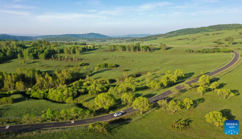 An aerial drone photo taken on May 24, 2026 shows the scenery of Yudaokou pasture in Chengde, north China's Hebei Province. (Photo by Liu Mancang/Xinhua)