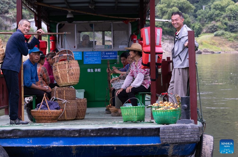 Farmers take a boat to sell loquats in markets in Zhangtan Village of Shexian County, Huangshan City, east China's Anhui Province, on May 21, 2026. The cultivation of loquats in Zhangtan, Miantan and Yuetan villages of Shexian County dates back more than 800 years and remains a signature industry that helps local people increase their income.
Loquats grown here are famous for being thin-skinned, fleshy, sweet and juicy. The typical loquat harvest season falls in May when the weather is suitable for picking, sorting and selling loquat fruits. Photo: Xinhua