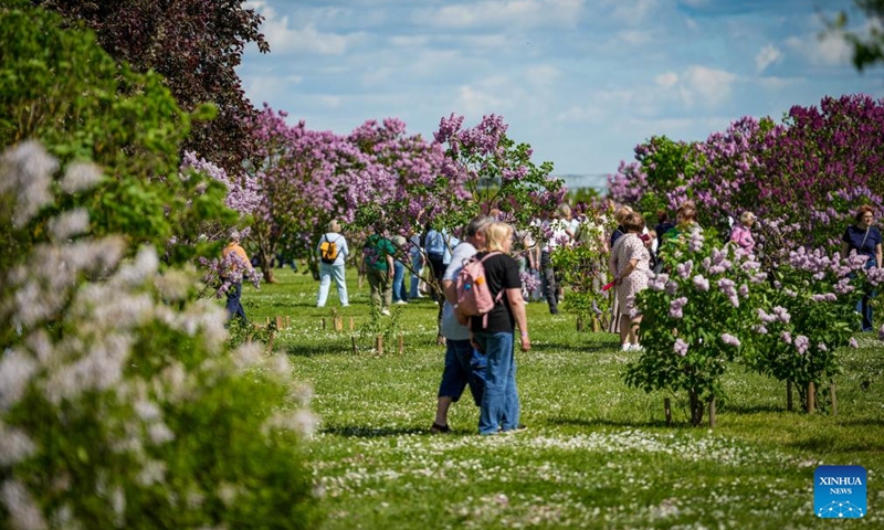People enjoy their leisure time at a park with blooming lilac flowers in Dobele, Latvia, May 24, 2026. (Photo by Edijs Palens/Xinhua)