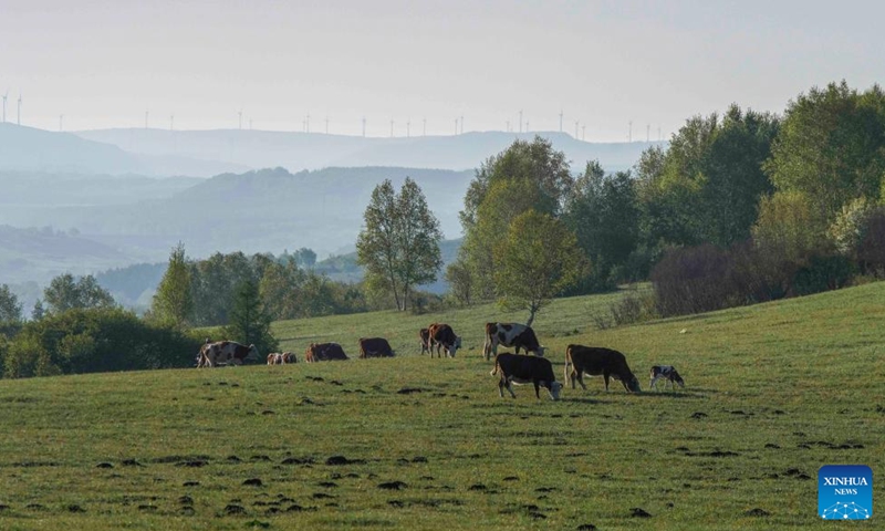 This photo taken on May 24, 2026 shows the scenery of Yudaokou pasture in Chengde, north China's Hebei Province. (Photo by Liu Mancang/Xinhua)