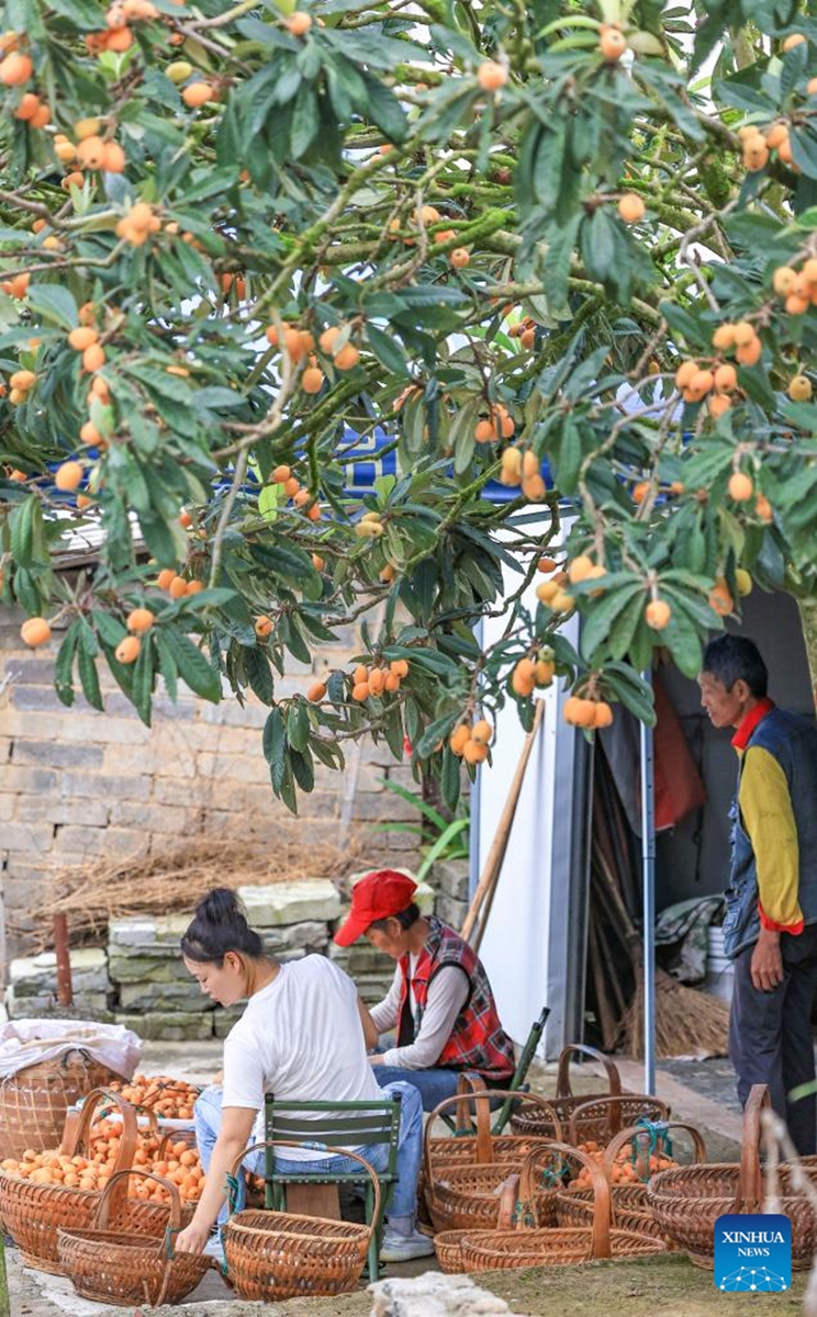 Farmers sort loquats in Miantan Village of Shexian County, Huangshan City, east China's Anhui Province, on May 22, 2026. The cultivation of loquats in Zhangtan, Miantan and Yuetan villages of Shexian County dates back more than 800 years and remains a signature industry that helps local people increase their income.
Loquats grown here are famous for being thin-skinned, fleshy, sweet and juicy. The typical loquat harvest season falls in May when the weather is suitable for picking, sorting and selling loquat fruits. Photo: Xinhua