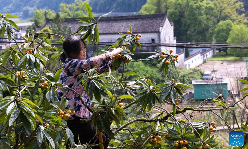 A farmer picks loquats in Yuetan Village of Shexian County, Huangshan City, east China's Anhui Province, on May 21, 2026. The cultivation of loquats in Zhangtan, Miantan and Yuetan villages of Shexian County dates back more than 800 years and remains a signature industry that helps local people increase their income.
Loquats grown here are famous for being thin-skinned, fleshy, sweet and juicy. The typical loquat harvest season falls in May when the weather is suitable for picking, sorting and selling loquat fruits. Photo: Xinhua