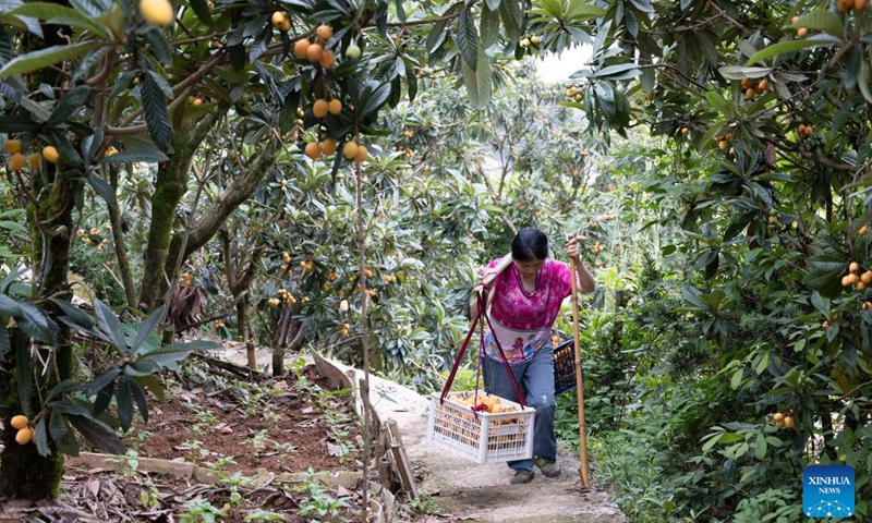 A farmer carries freshly-picked loquats in Miantan Village of Shexian County, Huangshan City, east China's Anhui Province, on May 21, 2026. The cultivation of loquats in Zhangtan, Miantan and Yuetan villages of Shexian County dates back more than 800 years and remains a signature industry that helps local people increase their income.
Loquats grown here are famous for being thin-skinned, fleshy, sweet and juicy. The typical loquat harvest season falls in May when the weather is suitable for picking, sorting and selling loquat fruits. Photo: Xinhua