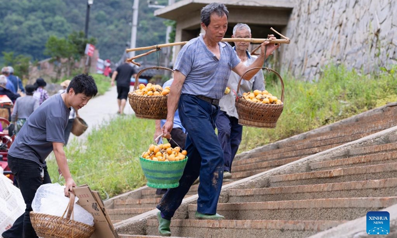 Farmers carry loquats for sale in Zhangtan Village of Shexian County, Huangshan City, east China's Anhui Province, on May 21, 2026. The cultivation of loquats in Zhangtan, Miantan and Yuetan villages of Shexian County dates back more than 800 years and remains a signature industry that helps local people increase their income.
Loquats grown here are famous for being thin-skinned, fleshy, sweet and juicy. The typical loquat harvest season falls in May when the weather is suitable for picking, sorting and selling loquat fruits. Photo: Xinhua