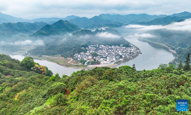 An aerial drone photo taken on May 22, 2026 shows a loquat plantation on the bank of Xin'an River in Shexian County of Huangshan, east China's Anhui Province. The cultivation of loquats in Zhangtan, Miantan and Yuetan villages of Shexian County dates back more than 800 years and remains a signature industry that helps local people increase their income.
Loquats grown here are famous for being thin-skinned, fleshy, sweet and juicy. The typical loquat harvest season falls in May when the weather is suitable for picking, sorting and selling loquat fruits. Photo: Xinhua