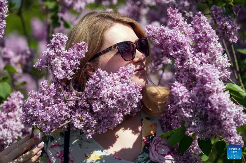 A woman enjoys leisure time at a park with blooming lilac flowers in Dobele, Latvia, May 24, 2026. (Photo by Edijs Palens/Xinhua)