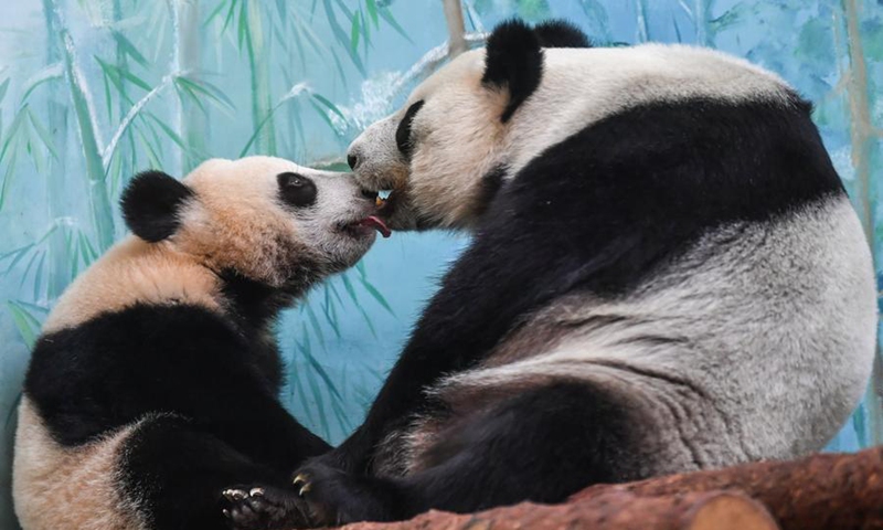 This photo taken on Aug. 15, 2024 shows giant panda cub Katyusha (L) and her mother Ding Ding at Moscow Zoo in Moscow, Russia. Photo: Xinhua