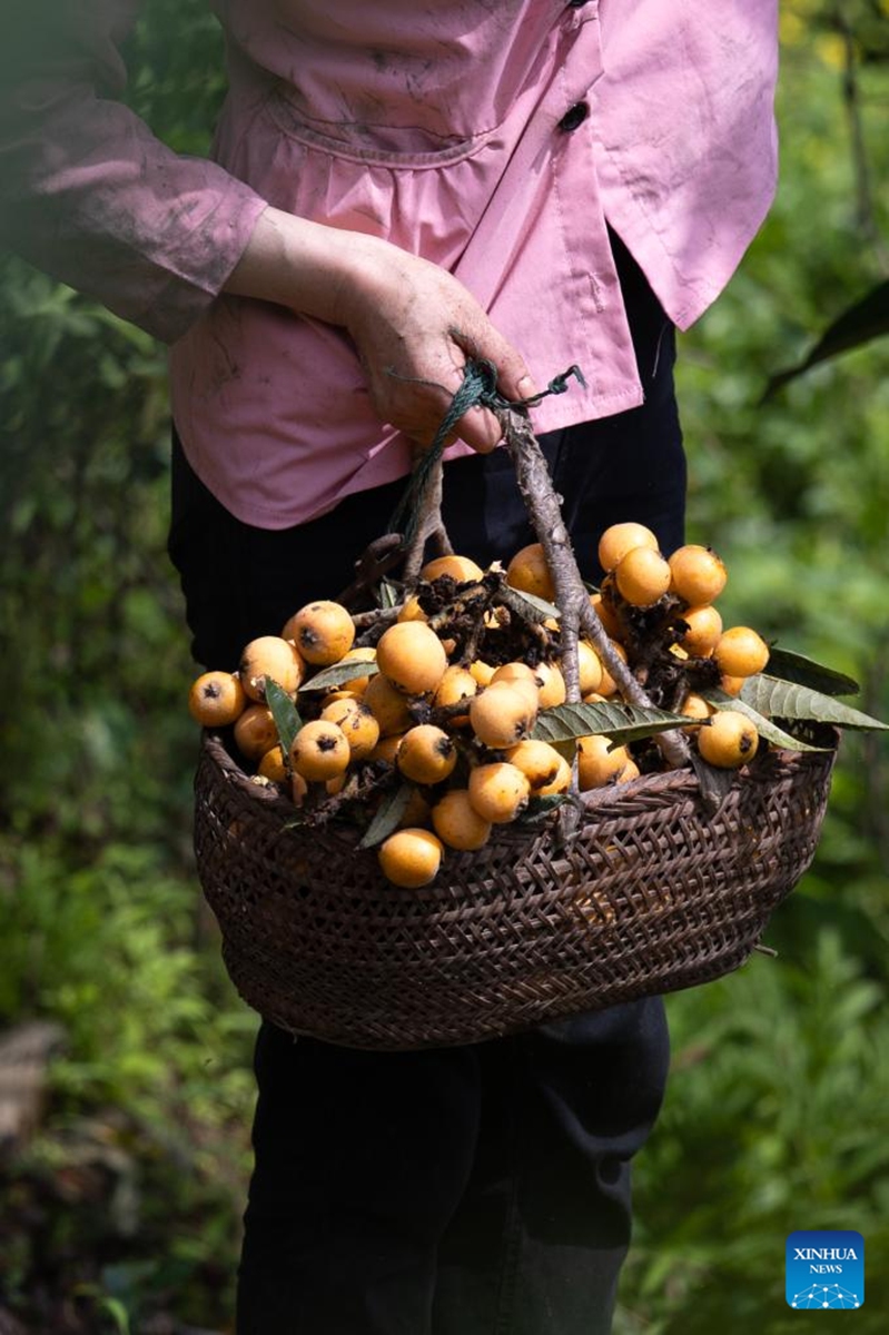 A farmer picks loquats in Yuetan Village of Shexian County, Huangshan City, east China's Anhui Province, on May 21, 2026. The cultivation of loquats in Zhangtan, Miantan and Yuetan villages of Shexian County dates back more than 800 years and remains a signature industry that helps local people increase their income.
Loquats grown here are famous for being thin-skinned, fleshy, sweet and juicy. The typical loquat harvest season falls in May when the weather is suitable for picking, sorting and selling loquat fruits. Photo: Xinhua