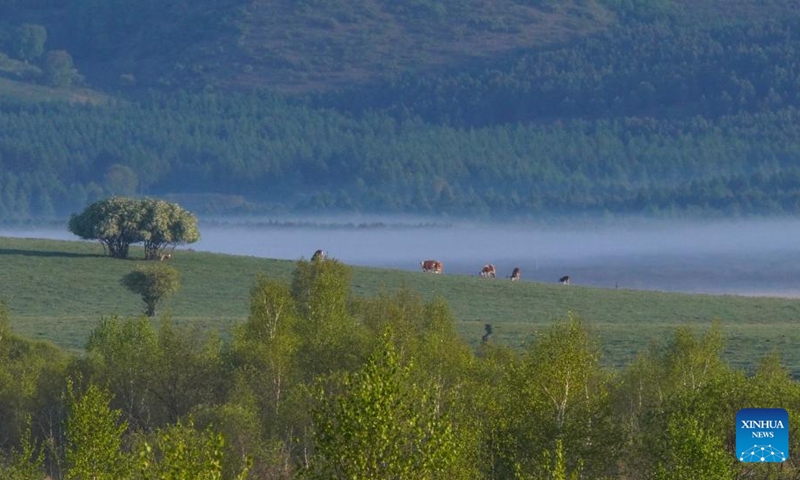 This photo taken on May 24, 2026 shows the scenery of Yudaokou pasture in Chengde, north China's Hebei Province. (Photo by Liu Mancang/Xinhua)